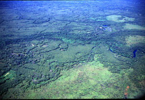 Das riesige Waldgebiet des Amazonas. (Quelle: Christian Wilmsen)