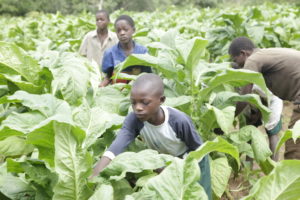 Jungen arbeiten auf einer Tabakplantage. (Quelle: Christian Herrmanny)