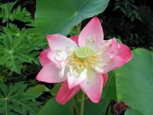 Lotosblüte. (Quelle: Christoph Dehn) Lotosblüte. (Quelle: Christoph Dehn)